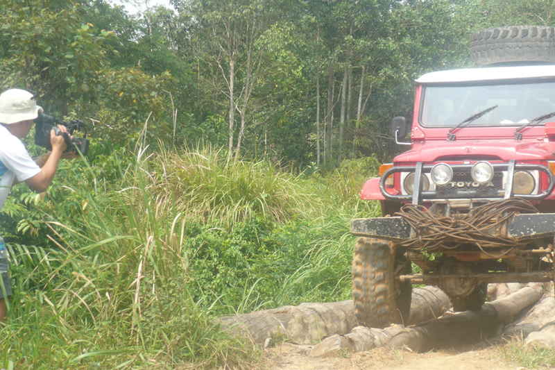 orangutan
